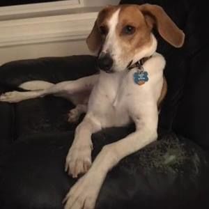 Meet your Posher, Douglas